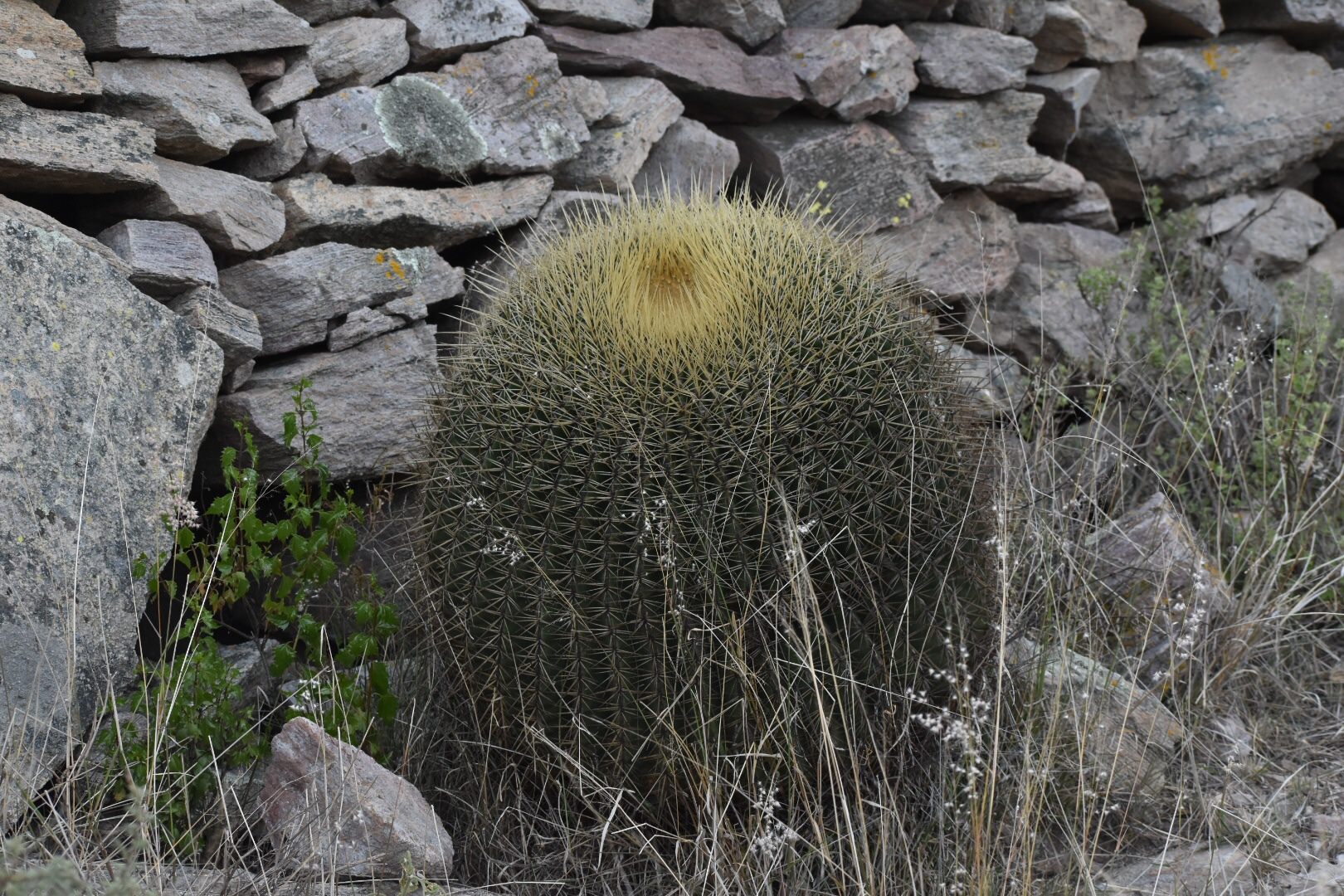Ferocactus histrix